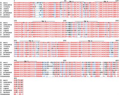 Five Neuropeptide Ligands Meet One Receptor: How Does This Tally? A Structure-Activity Relationship Study Using Adipokinetic Bioassays With the Sphingid Moth, Hippotion eson